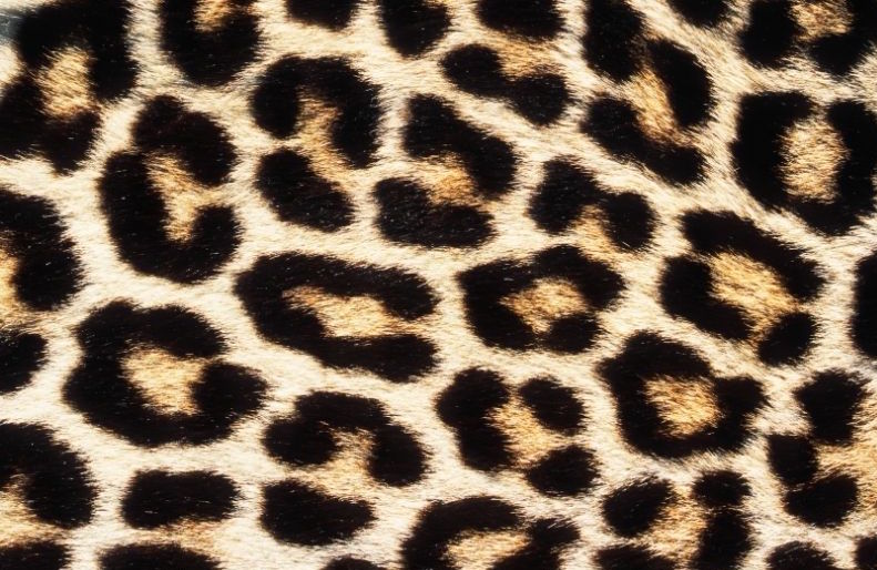 Detail Leopard Print Stapler Nomer 38
