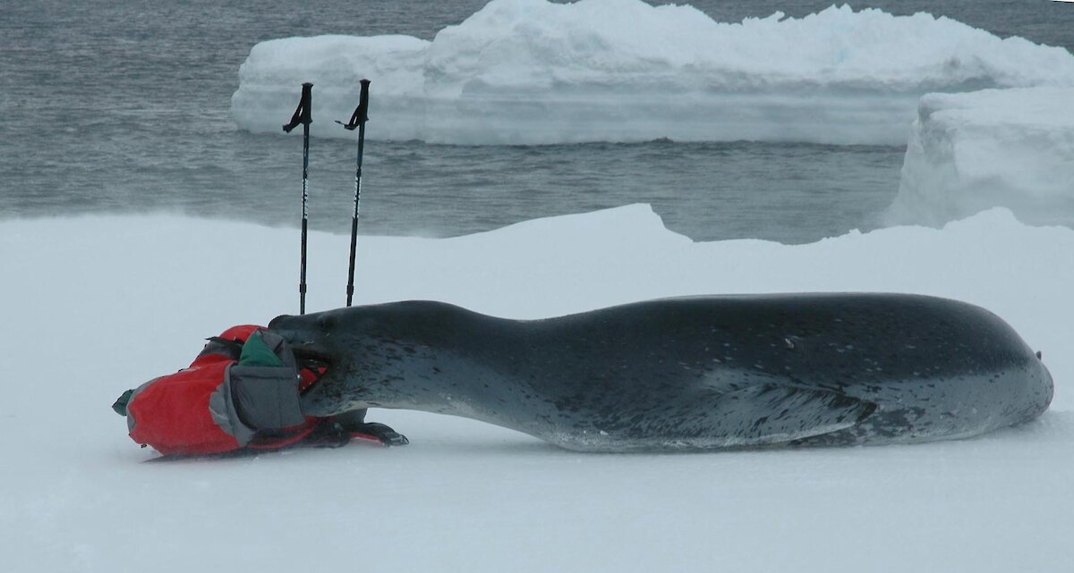 Detail Leopard Seal Vs Killer Whale Nomer 12