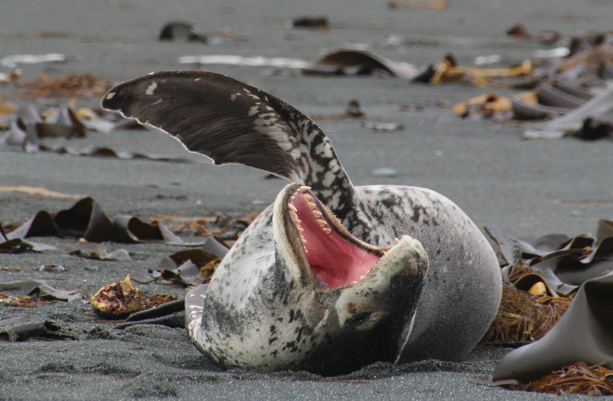 Detail Leopard Seal Vs Killer Whale Nomer 14