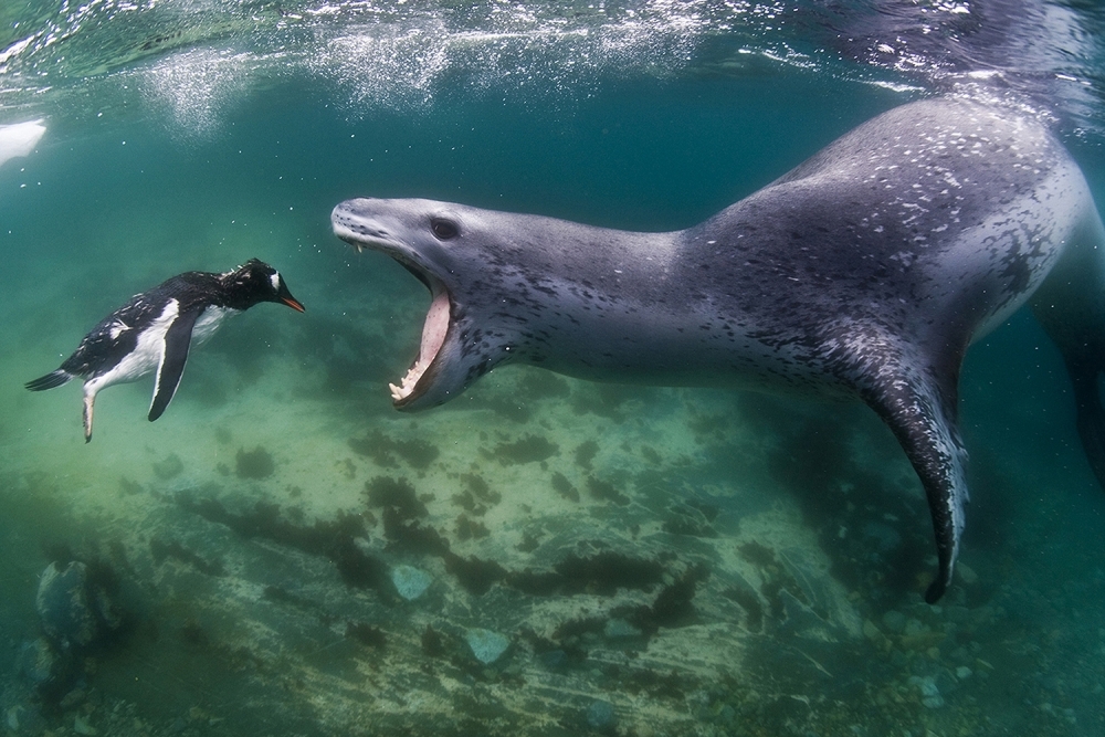 Detail Leopard Seal Vs Killer Whale Nomer 15