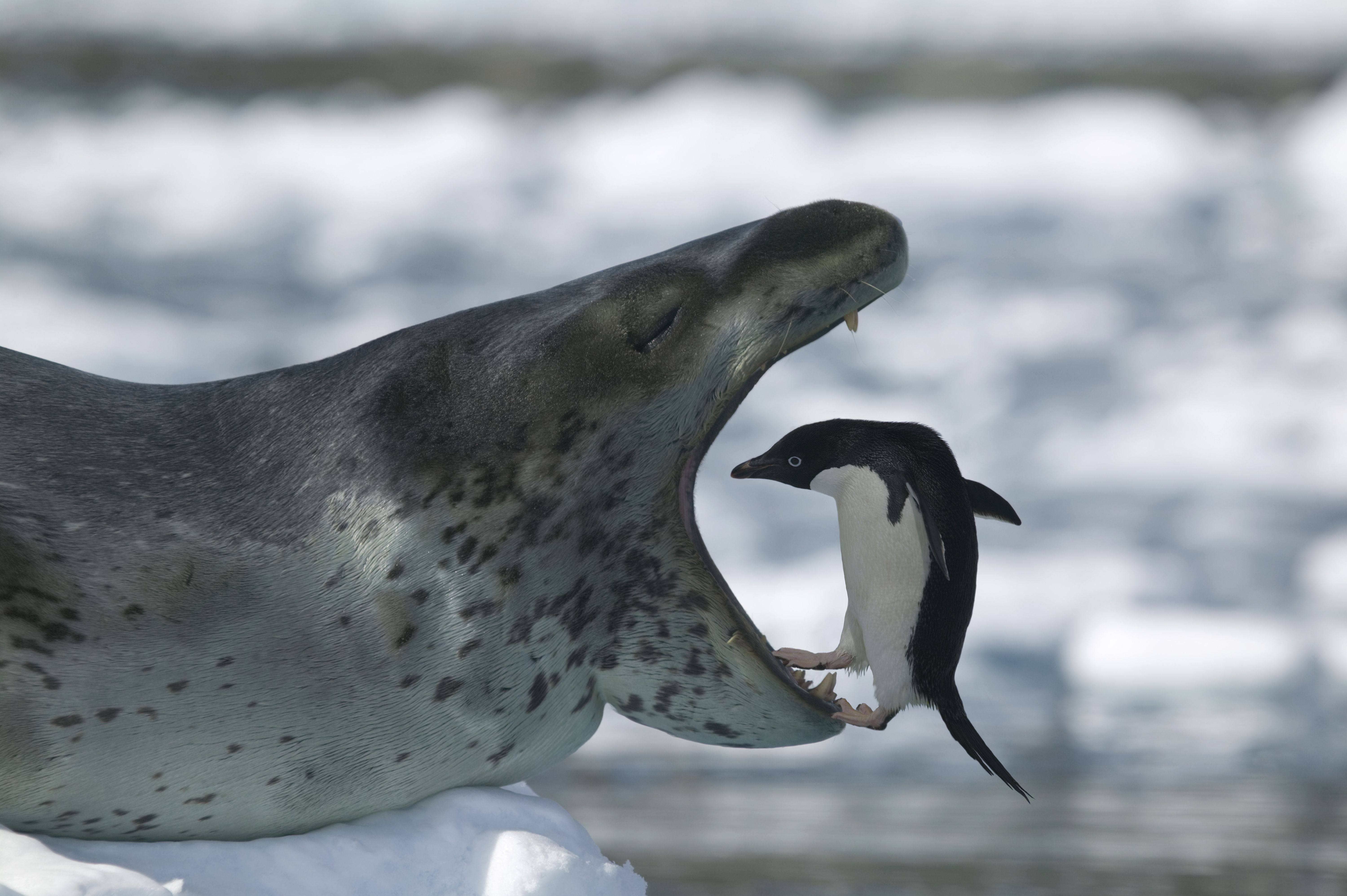 Detail Leopard Seal Vs Killer Whale Nomer 16