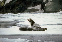Detail Leopard Seal Vs Killer Whale Nomer 18