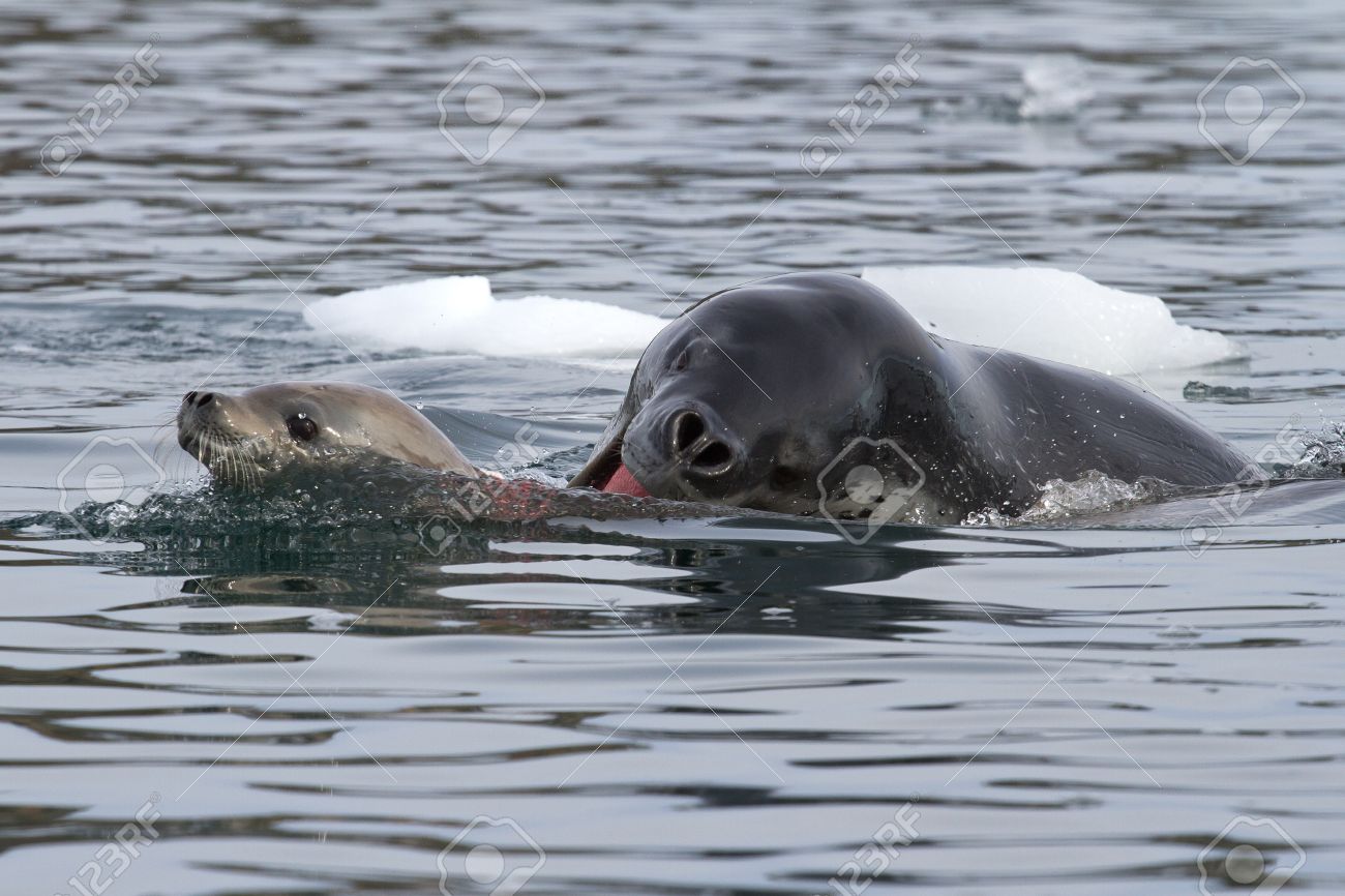 Detail Leopard Seal Vs Killer Whale Nomer 29