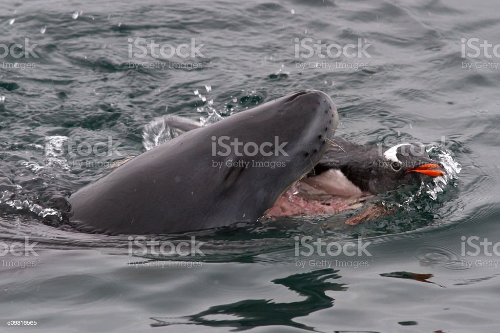 Detail Leopard Seal Vs Killer Whale Nomer 49
