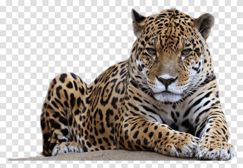 Detail Leopard Spots Png Nomer 42