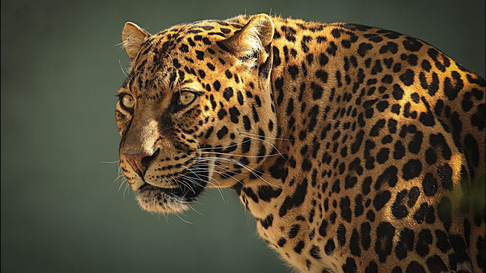 Detail Leopard Wallpaper Hd Nomer 12