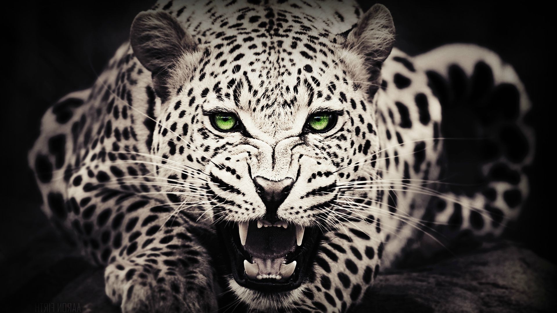 Detail Leopard Wallpaper Hd Nomer 25