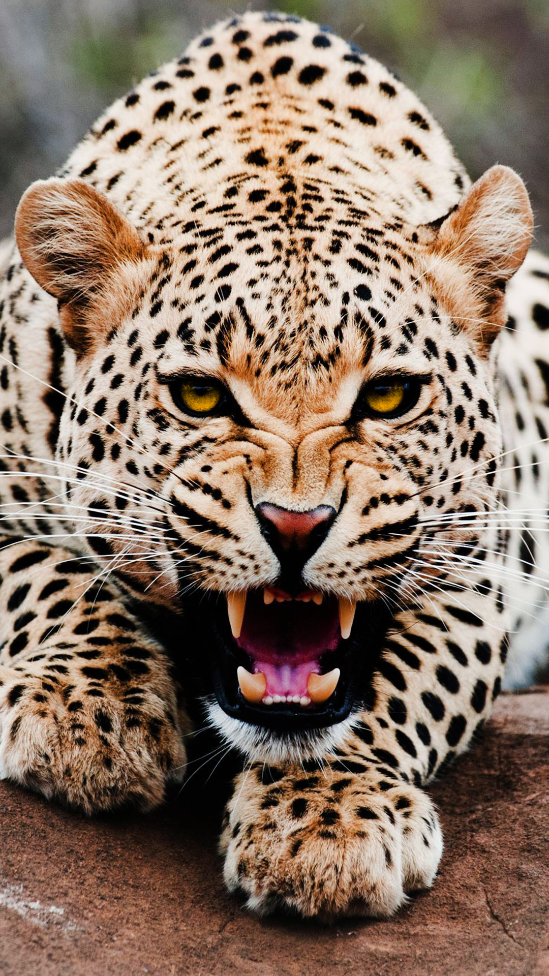 Detail Leopard Wallpaper Hd Nomer 27