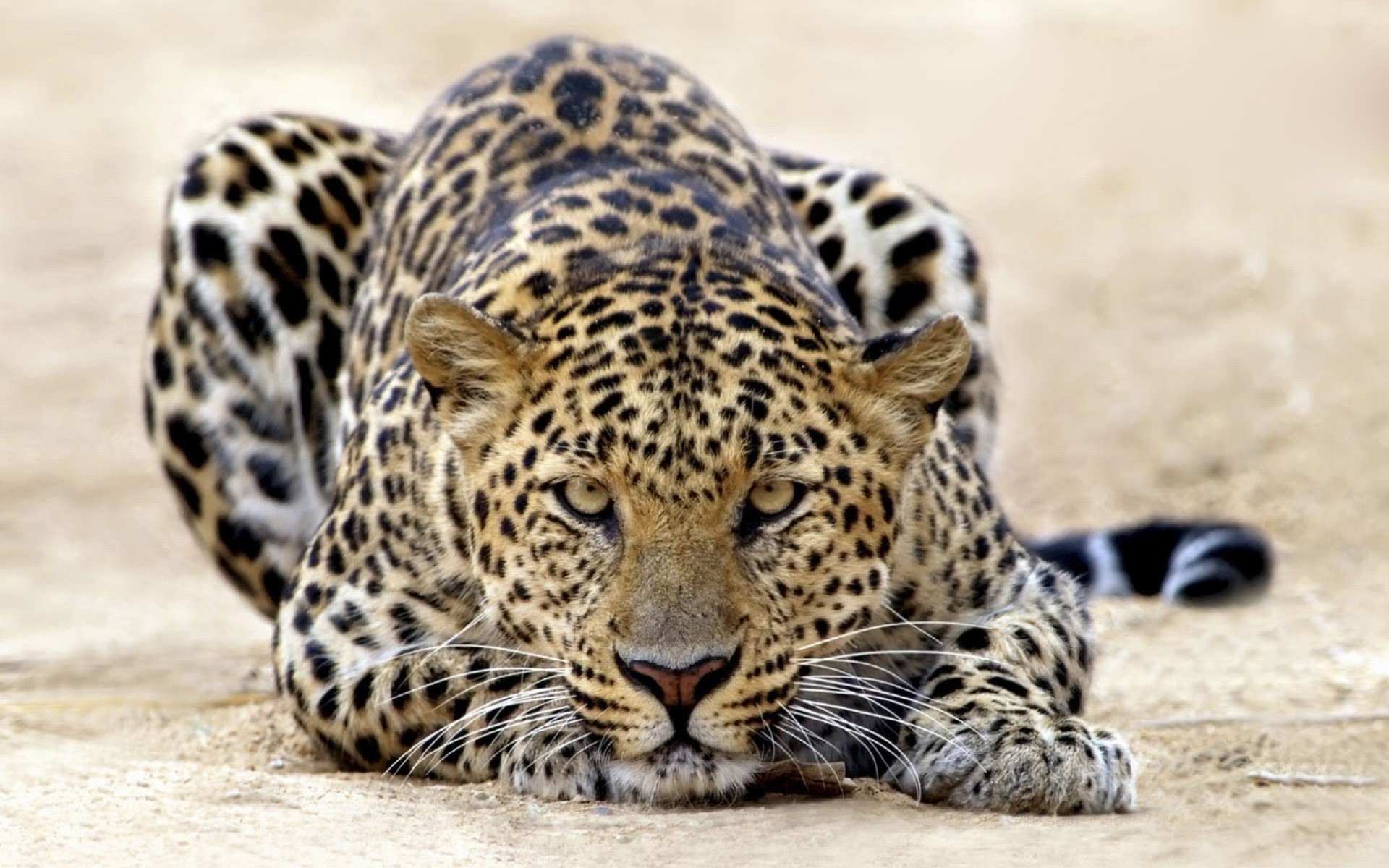 Detail Leopard Wallpaper Hd Nomer 31