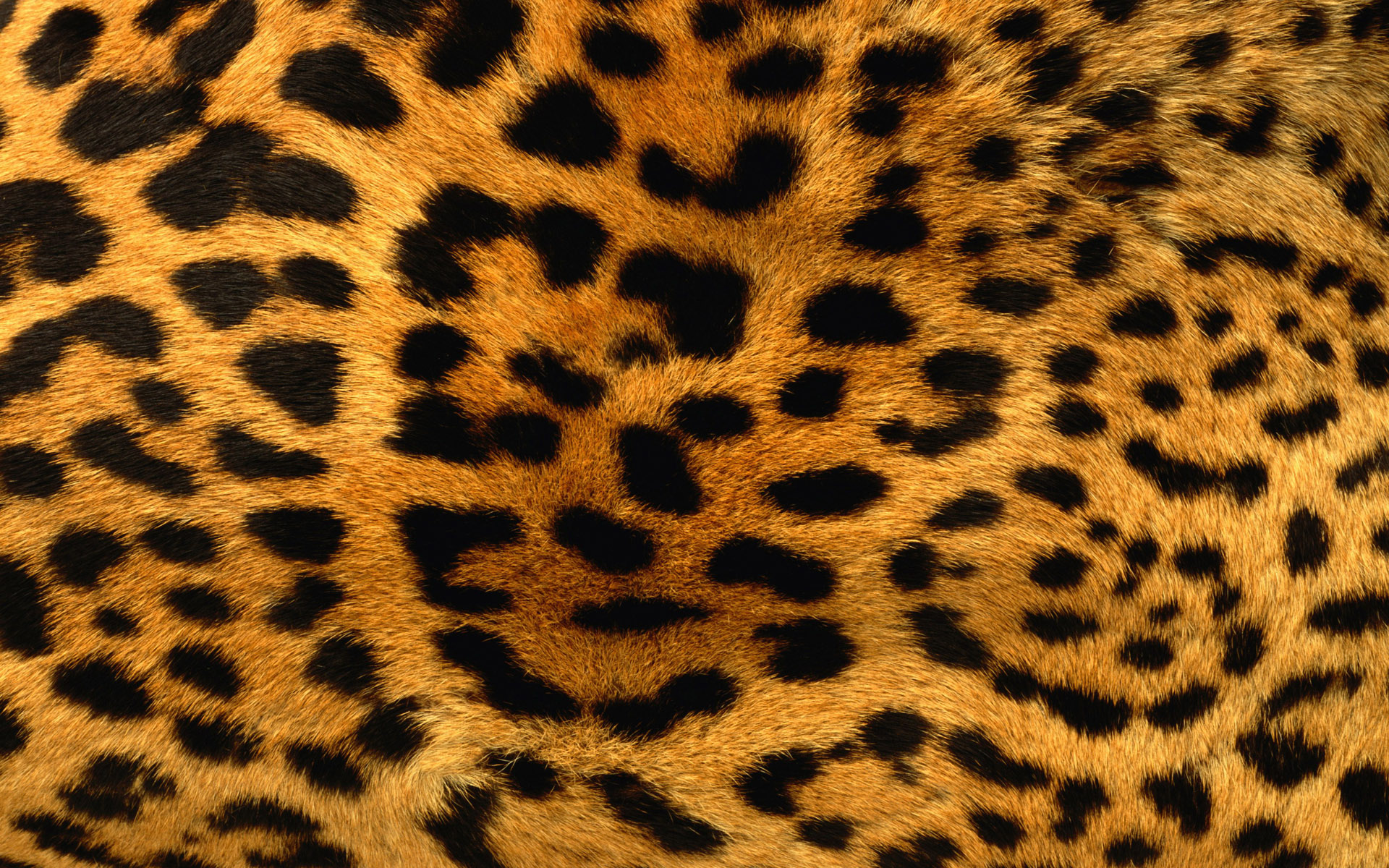 Detail Leopard Wallpaper Hd Nomer 32