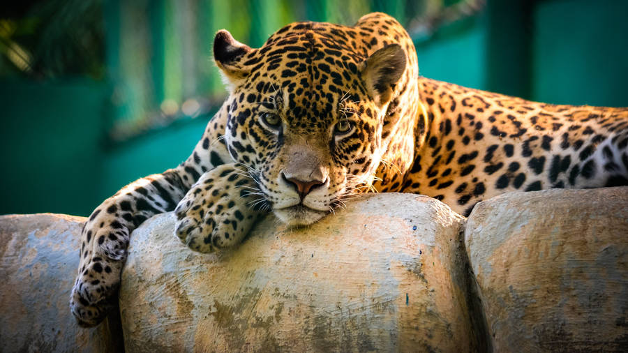 Detail Leopard Wallpaper Hd Nomer 33