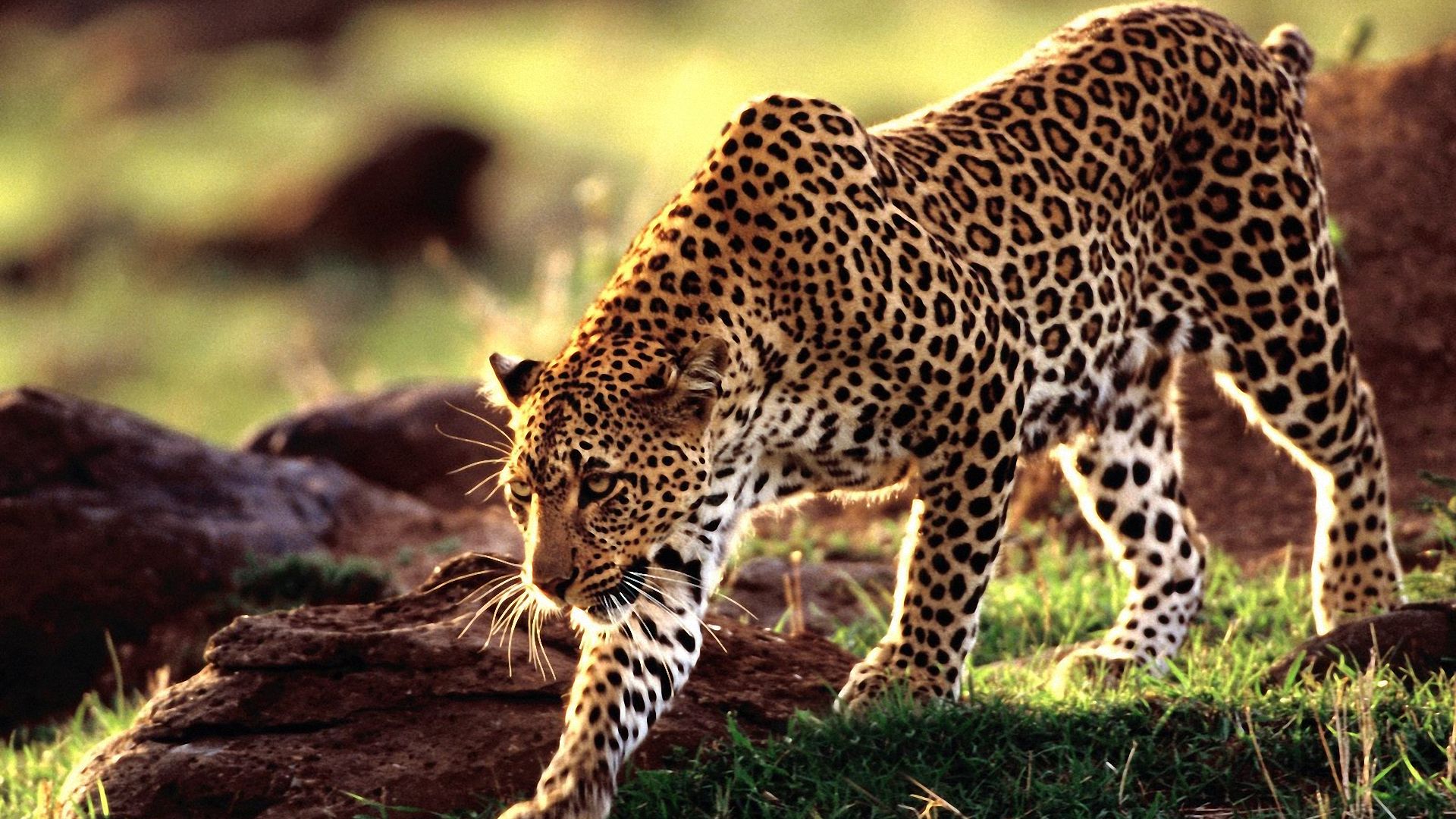 Detail Leopard Wallpaper Hd Nomer 35