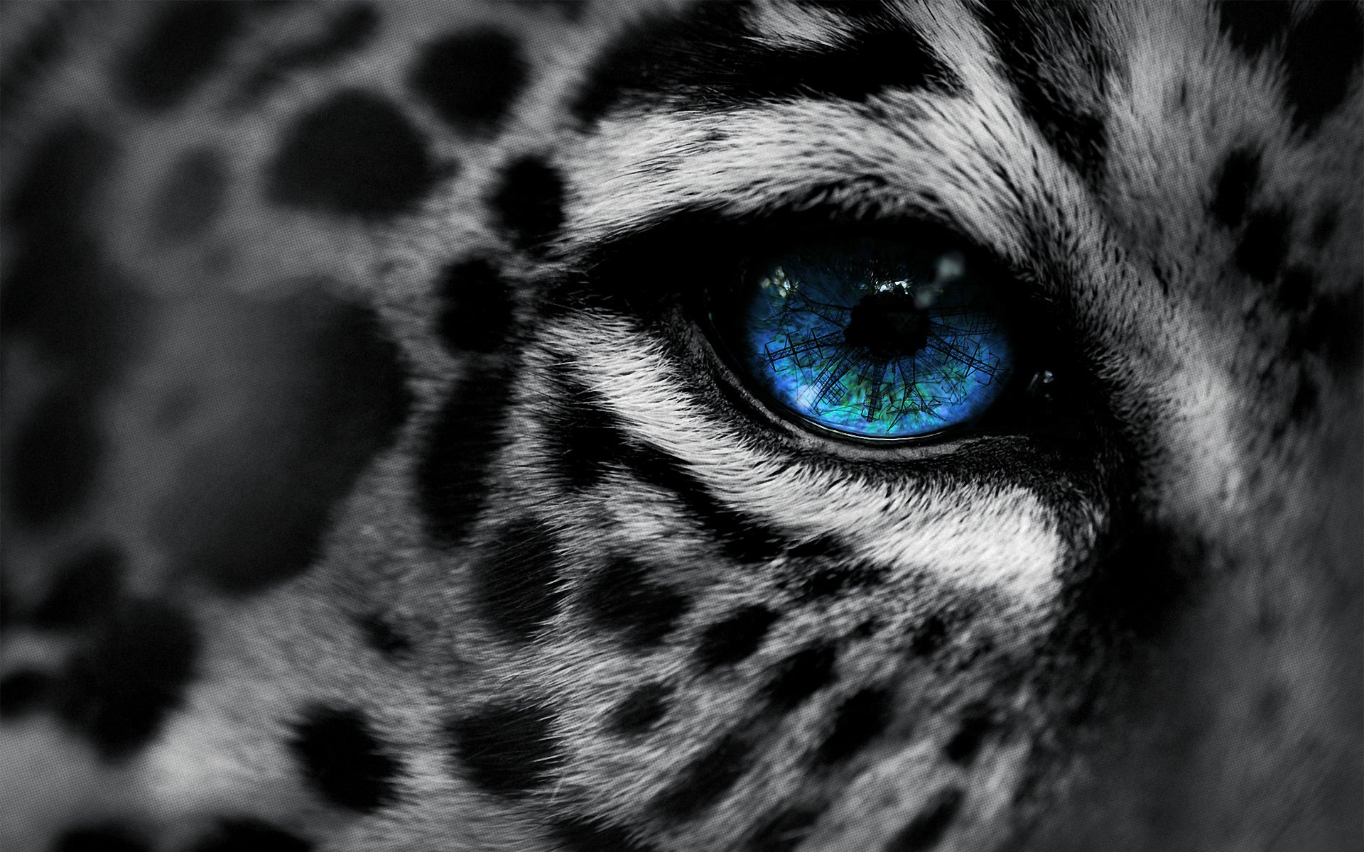 Detail Leopard Wallpaper Hd Nomer 42