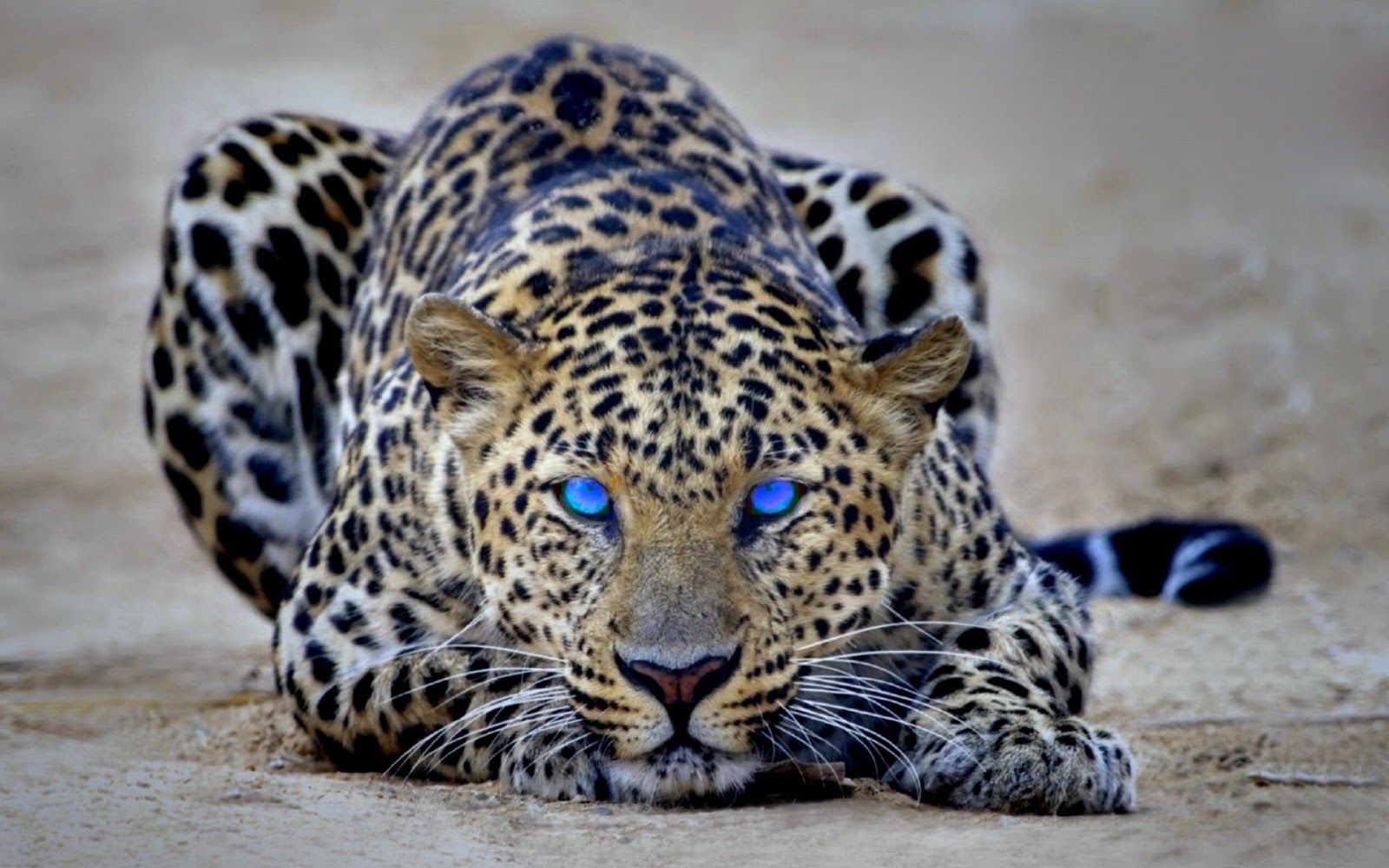 Detail Leopard Wallpaper Hd Nomer 50