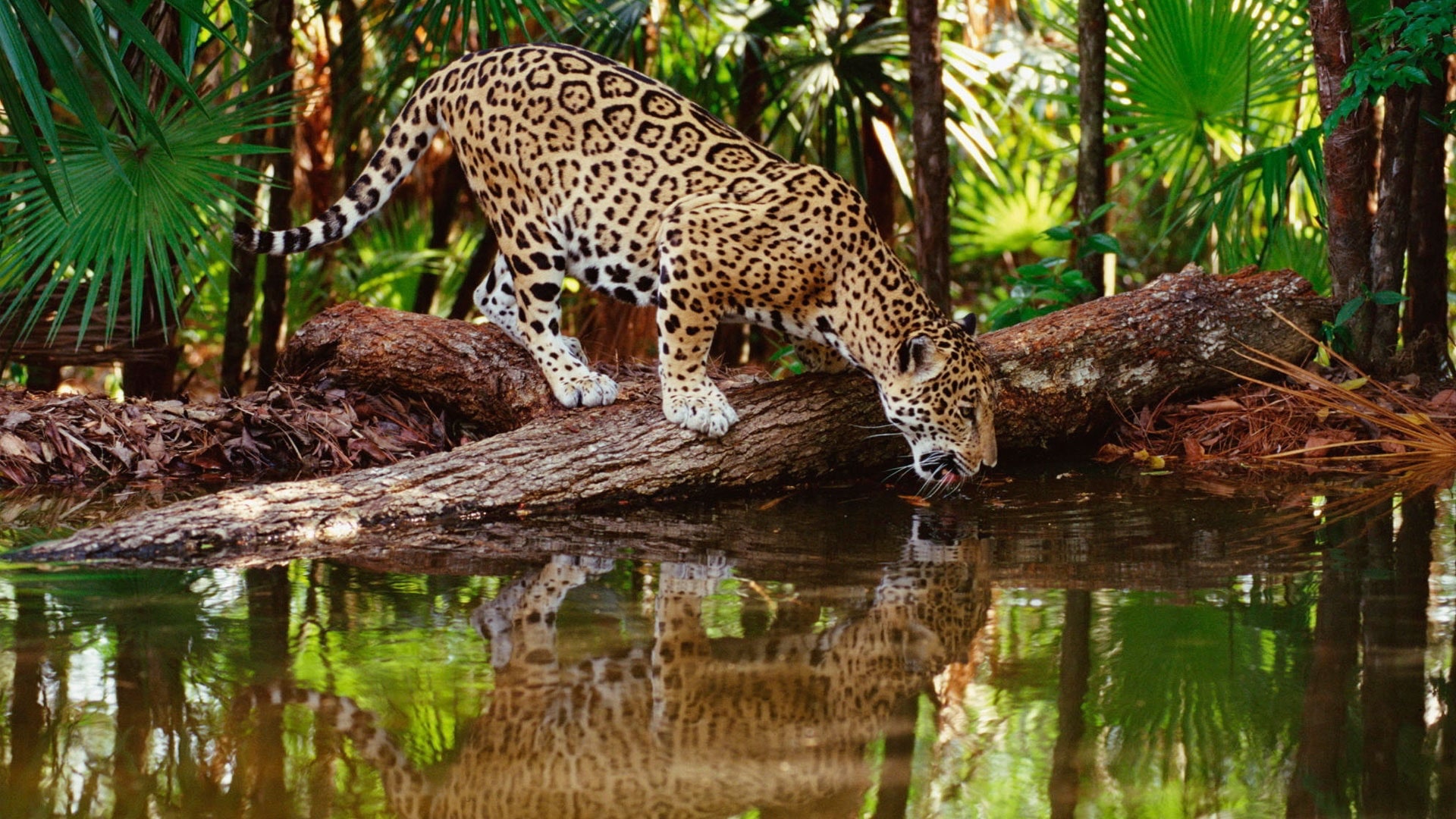 Detail Leopard Wallpaper Hd Nomer 55