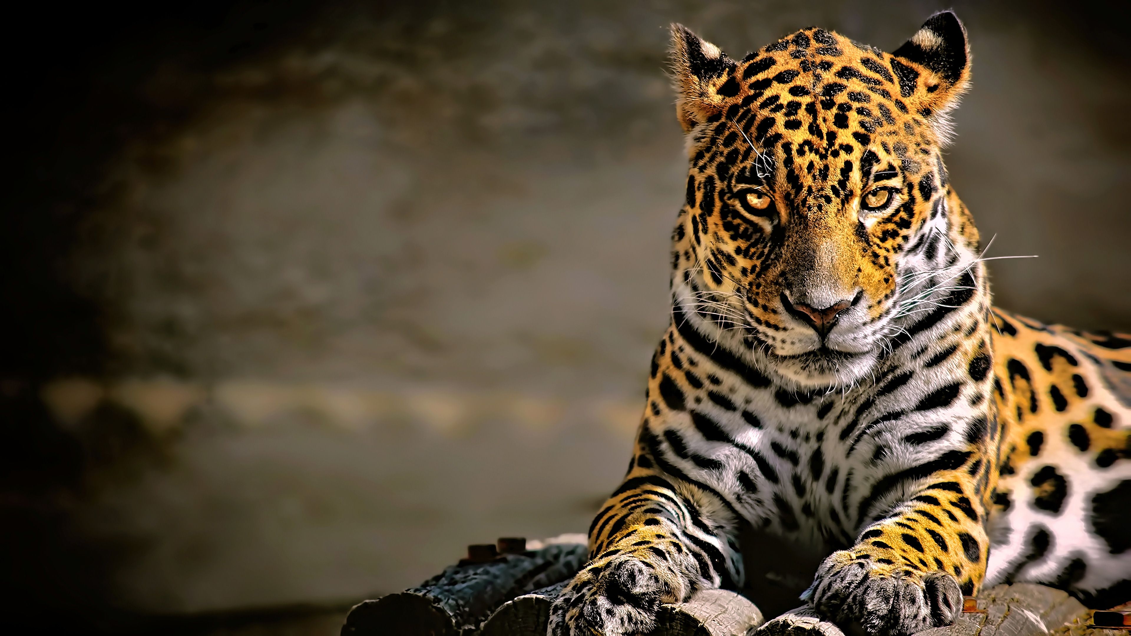 Detail Leopard Wallpaper Hd Nomer 9