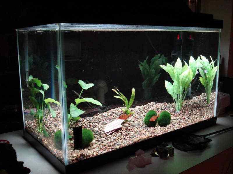 Detail Modifikasi Aquarium Nomer 26