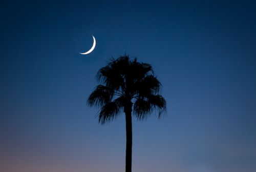 Detail License Plate With Palm Tree And Moon Nomer 27