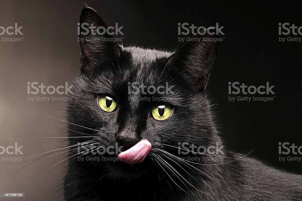 Lidah Kucing Hitam - KibrisPDR