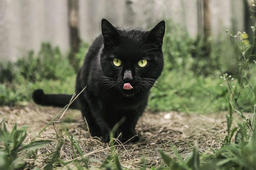 Detail Lidah Kucing Hitam Nomer 8