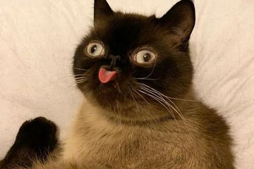 Detail Lidah Kucing Hitam Nomer 9