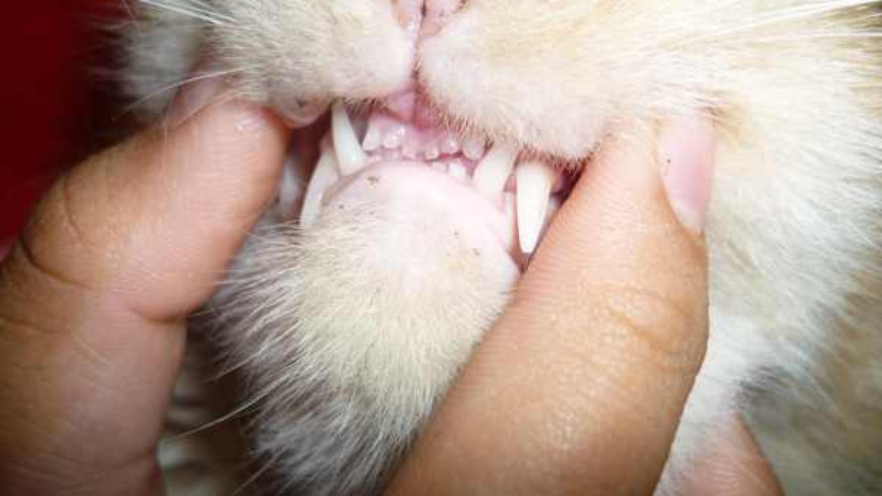 Detail Lidah Kucing Hitam Nomer 10