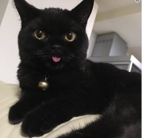 Detail Lidah Kucing Hitam Nomer 11