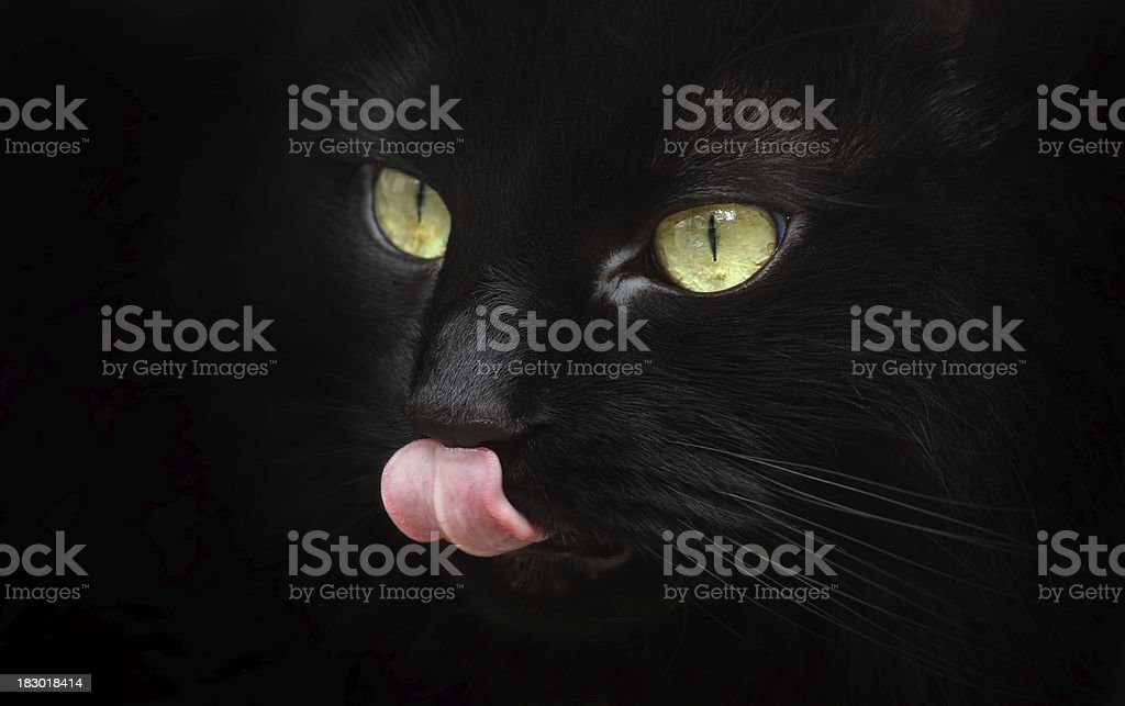 Detail Lidah Kucing Hitam Nomer 12