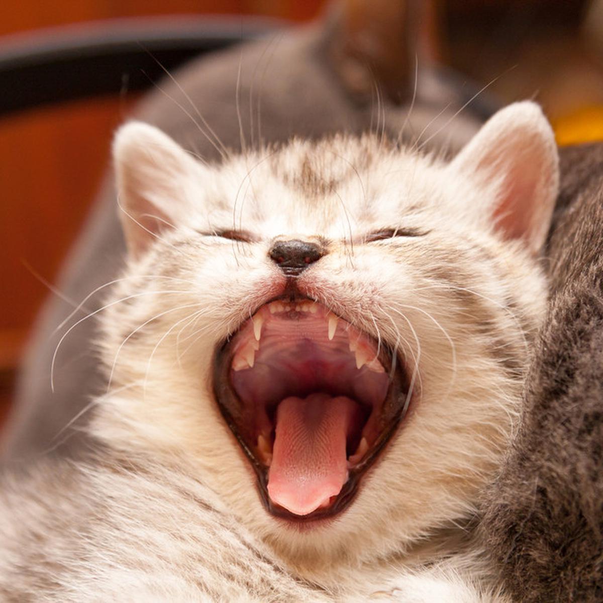 Detail Lidah Kucing Hitam Nomer 13