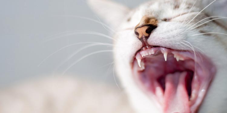 Detail Lidah Kucing Hitam Nomer 14