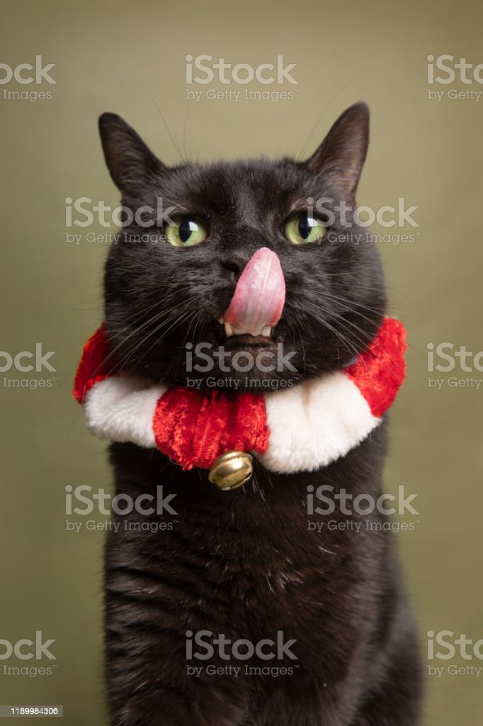 Detail Lidah Kucing Hitam Nomer 15