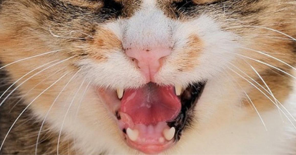 Detail Lidah Kucing Hitam Nomer 17
