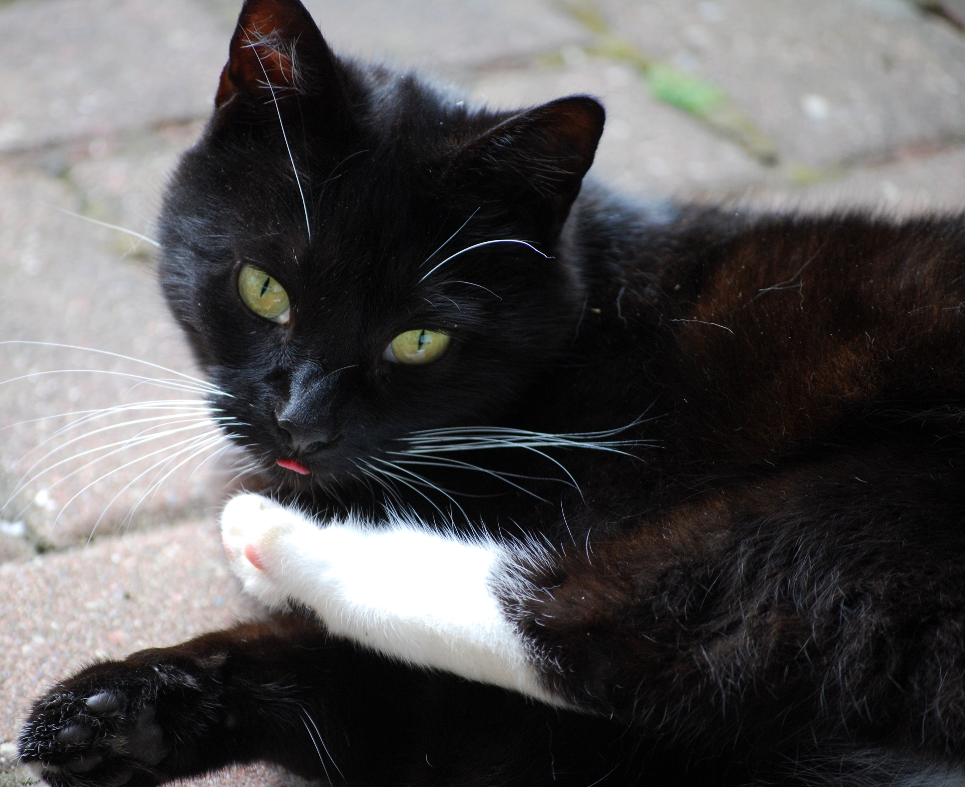 Detail Lidah Kucing Hitam Nomer 19