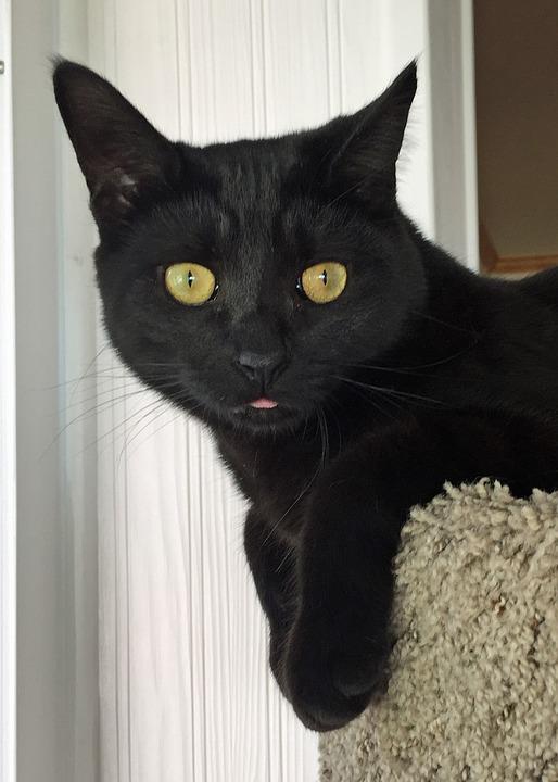 Detail Lidah Kucing Hitam Nomer 20