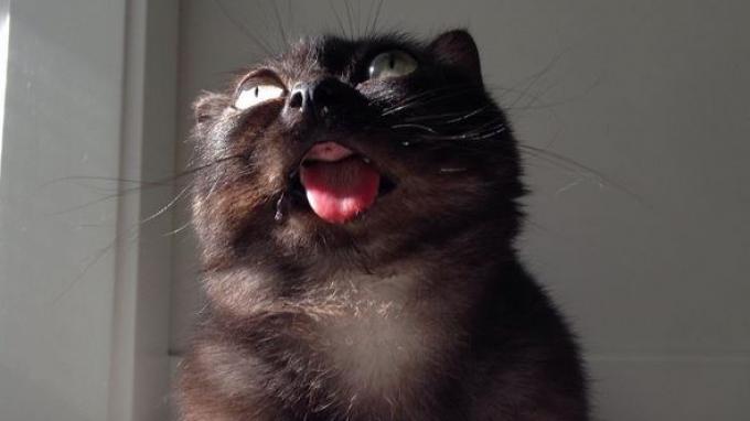 Detail Lidah Kucing Hitam Nomer 21