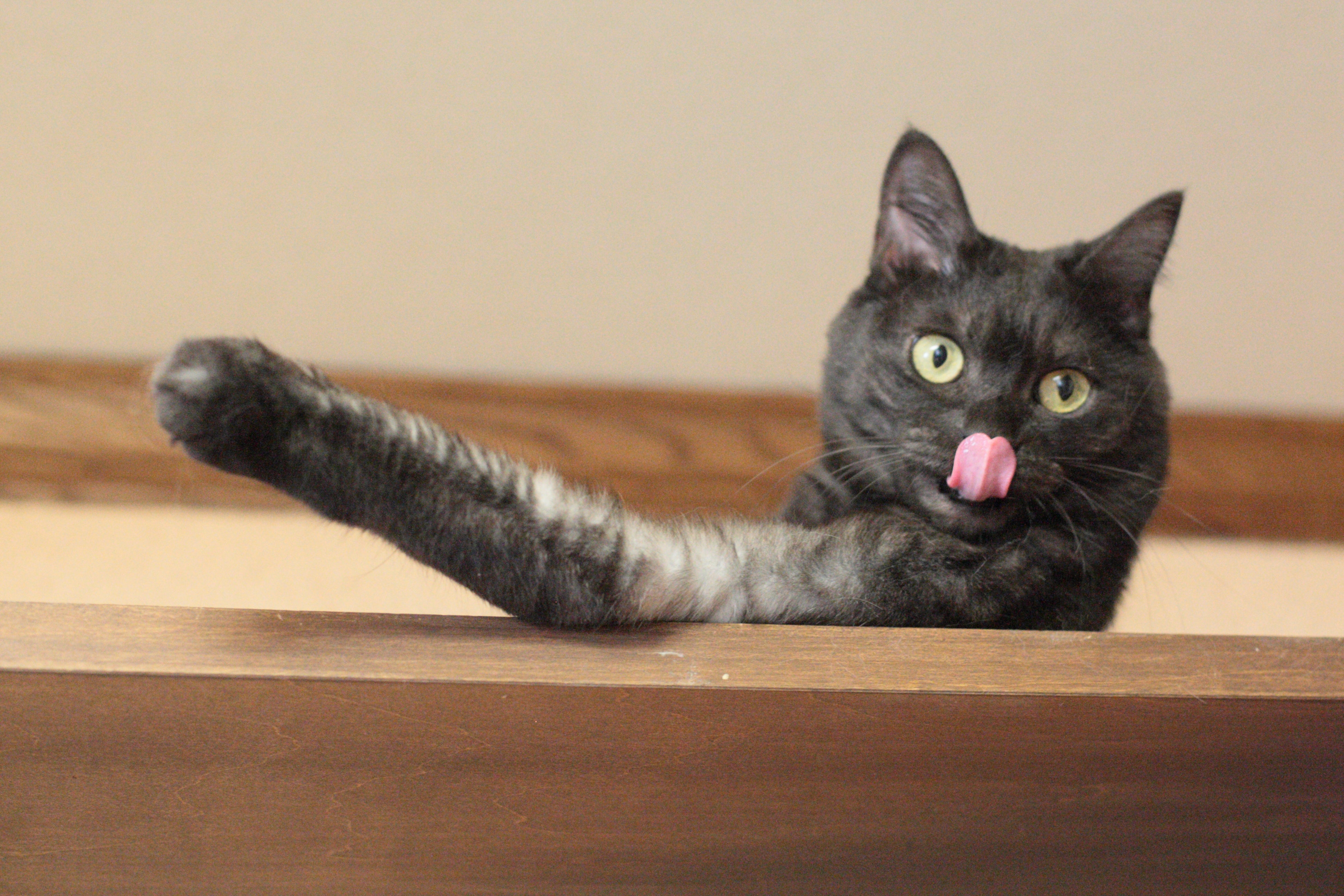 Detail Lidah Kucing Hitam Nomer 22