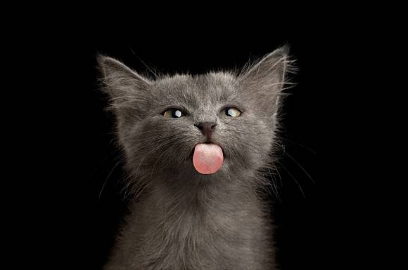 Detail Lidah Kucing Hitam Nomer 24