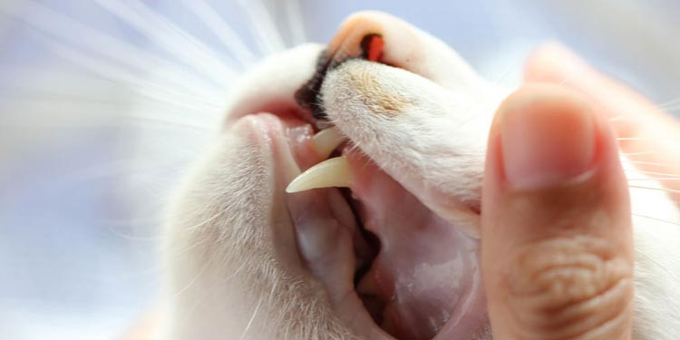 Detail Lidah Kucing Hitam Nomer 25
