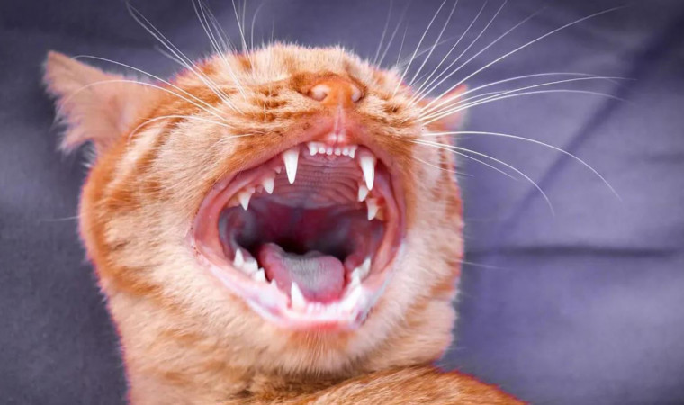 Detail Lidah Kucing Hitam Nomer 26