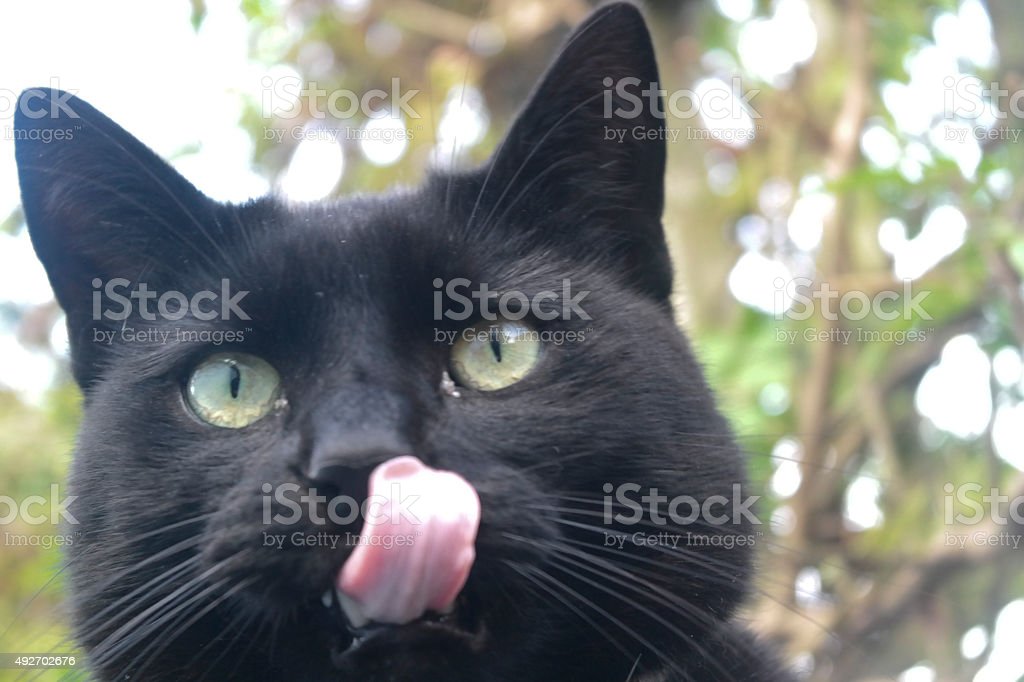 Detail Lidah Kucing Hitam Nomer 4