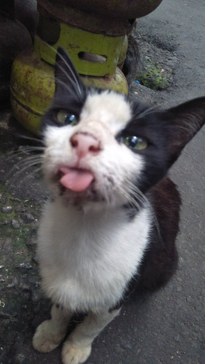 Detail Lidah Kucing Hitam Nomer 32