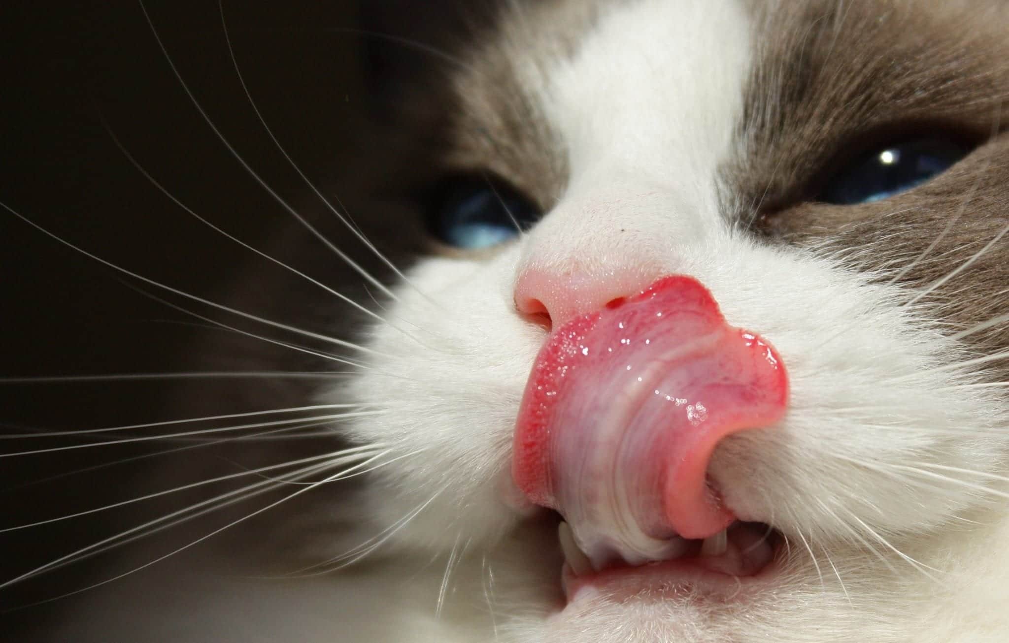 Detail Lidah Kucing Hitam Nomer 5