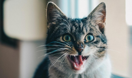 Detail Lidah Kucing Hitam Nomer 38