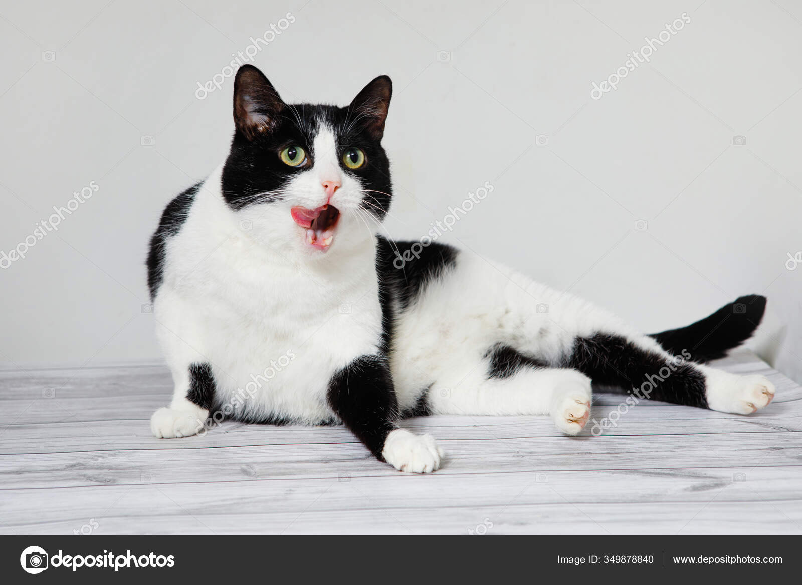 Detail Lidah Kucing Hitam Nomer 39
