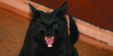 Detail Lidah Kucing Hitam Nomer 44