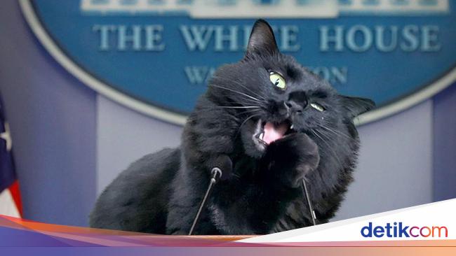 Detail Lidah Kucing Hitam Nomer 48