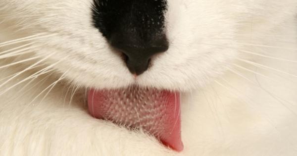 Detail Lidah Kucing Hitam Nomer 51