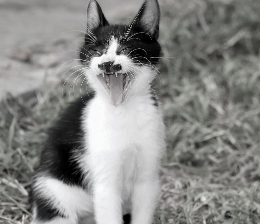 Detail Lidah Kucing Hitam Nomer 52