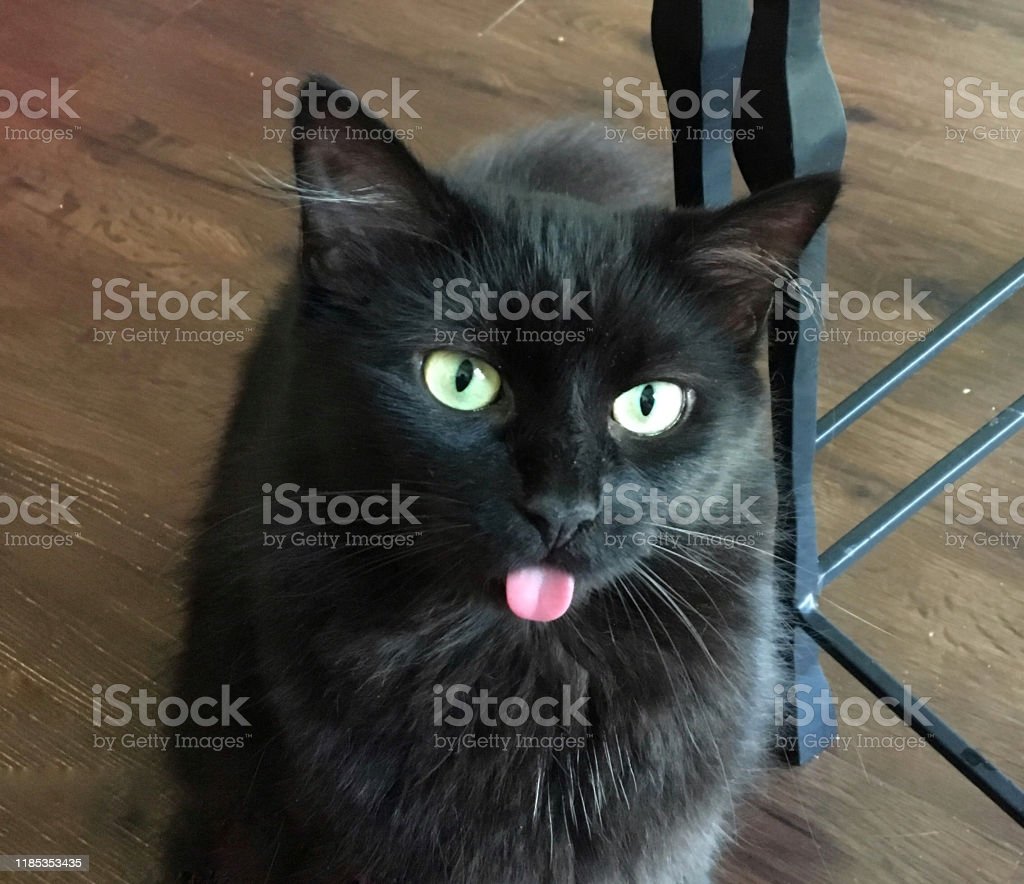 Detail Lidah Kucing Hitam Nomer 6