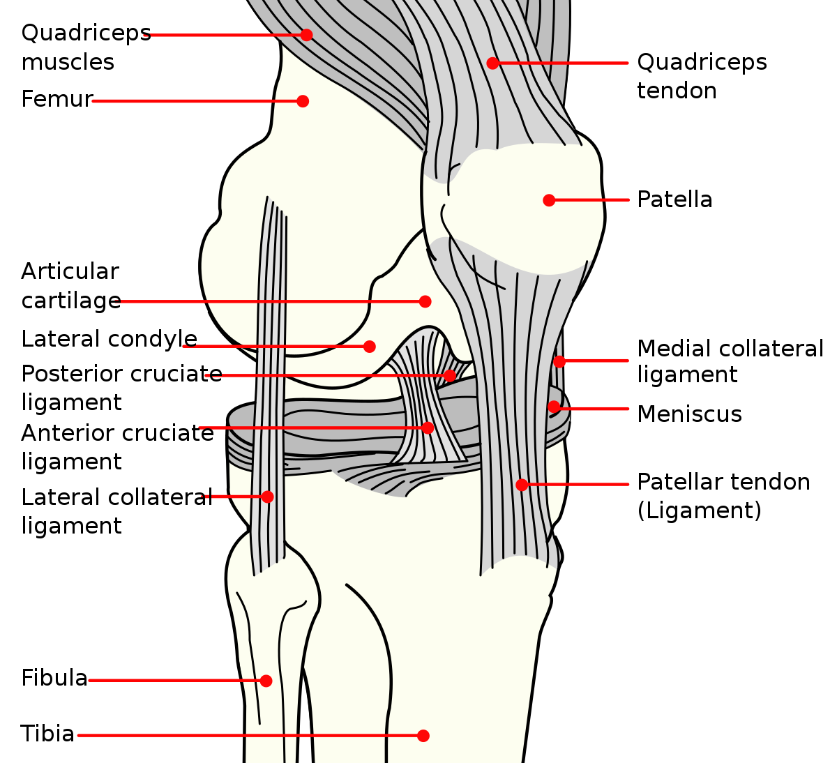 Detail Ligamentum Cruciatum Anterius Nomer 2